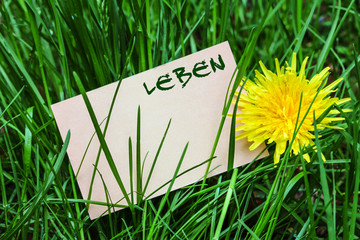 Leben