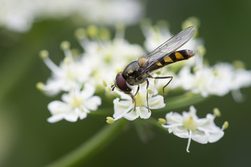 insecte