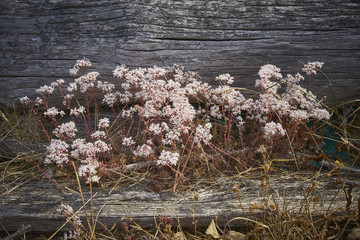 English Stonecrop in flower with coastal driftwood