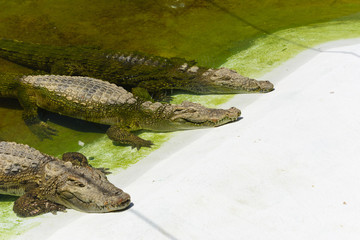 three Thai crocodiles lie basking in the sun in a terrarium in the zoo
