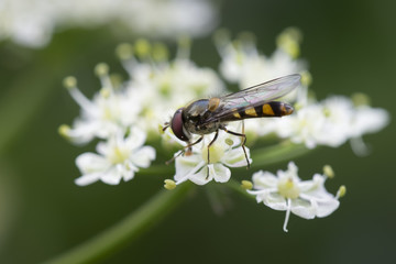 insecte