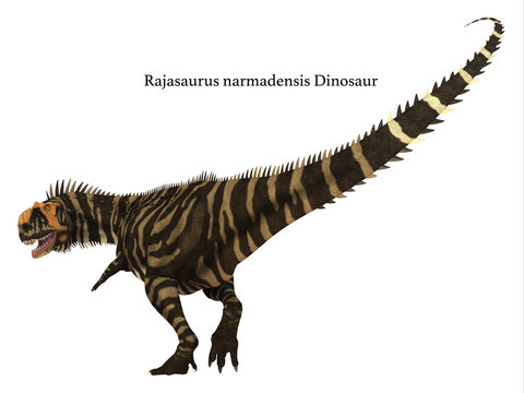 Rajasaurus Dinosaur Tail with Font - Rajasaurus was a carnivorous theropod dinosaur that lived in India during the Cretaceous Period.