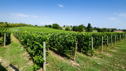 Fototapeta na wymiar Vineyards in Lombardy, Italy