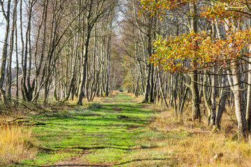 Beautiful view of a small path with autumn trees, Lüneburg Heath, Northern Germany