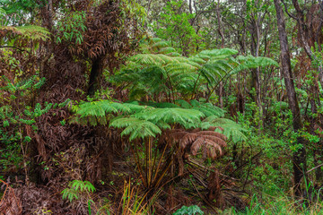 detail view of a big fern leafs in the rainforest on the big island of hawaii