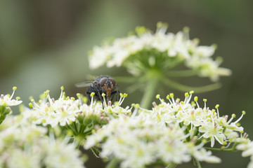 mouche