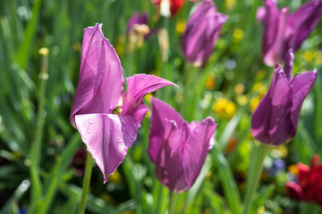 purple tulup flower bud with small rain drops, fresh nature concept, Tulipa gesneriana