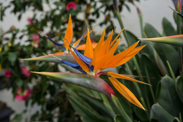 Obraz premium Side view of tropical plant, Orange Bird of Paradise flower, Strelitzia reginae,