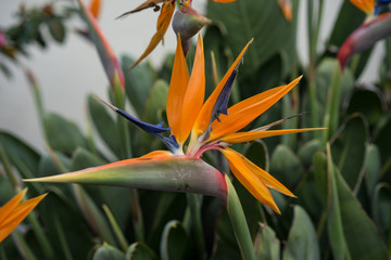 Side view of tropical plant, Orange Bird of Paradise flower, Strelitzia reginae,