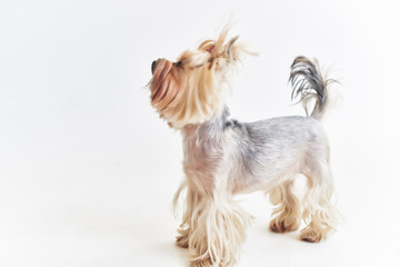 dog on isolated background