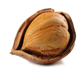 one hazelnut isolated on a white background. macro