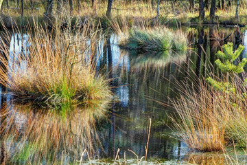 Autumn panorama in the Pietzmoor, nature reserve, nature park in the Lüneburg Heath Northern Germany