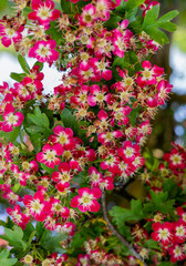 Exotic shrubs with red flowers and a white core in the city park