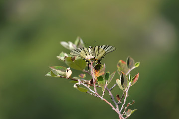 Seltener Schmetterling Segelfalter auf Blättern und grünes Bokeh - Stockfoto