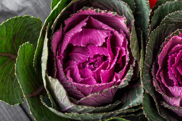 Fresh purple ornamental decorative cabbage, top view