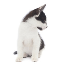Obraz premium cute baby cat looking left on white background