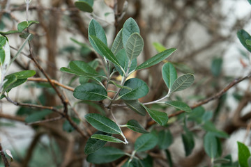 fragile plant leaves feijoa selloviana from brazil