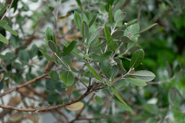 fragile plant leaves feijoa selloviana from brazil