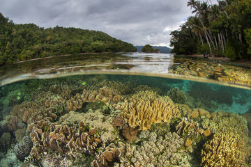 Shallow Reef and Islands in Heart of Coral Triangle, Raja Ampat