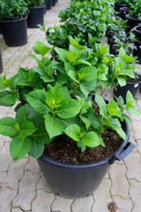 pot plants in a row, ready to sell