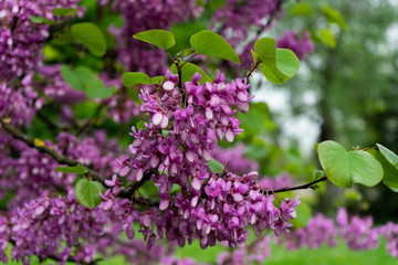 View of blooming red-bud tree covered with flowers in spring