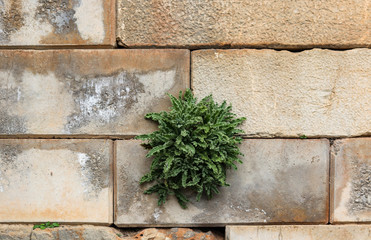 Weed with ruffled leaves grows out of the crack of a rough block wall - background