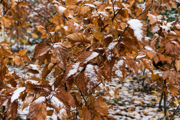 brown leaves on tree covered in snow