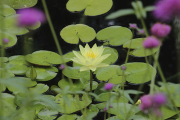 Yellow Lily Pad Flower