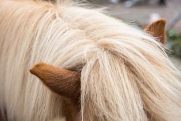 mane of blonde horse close up head view