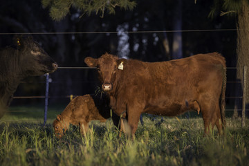 angus