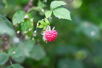 Raspberries