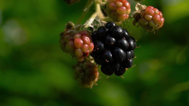 Ripe wild blackberry picking - (4K)