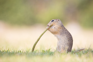 Ziesel auf einem Feld knabbert stehend an einem Breitwegerich