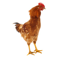 rooster chicken shaking head isolated