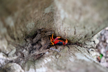 Land crab with bright red color. Photographed in a swamp on the island of Martinique. Natural colors and light.