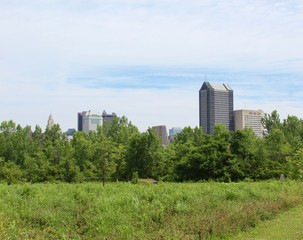 The city skyline over the trees in the park.