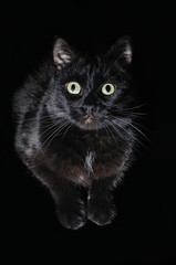 Portrait of a muzzle of a black cat on black