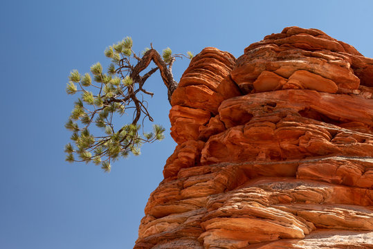 Lone Pine in Zion National Park, Utah, USA