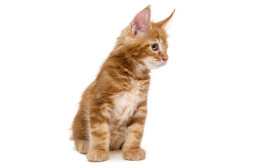 Small Maine Coon kitten