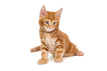 Small Maine Coon kitten