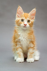 Obraz premium Kitten Maine Coon