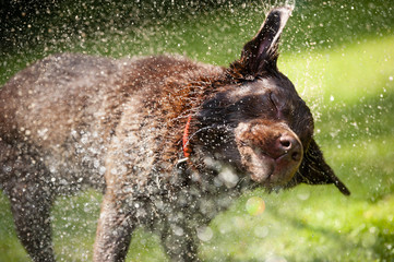 Brown labrador shake off the water create a huge amount of small drops