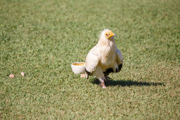 Fototapeta premium Egyptian vulture breaking plastic eggs with stones. 