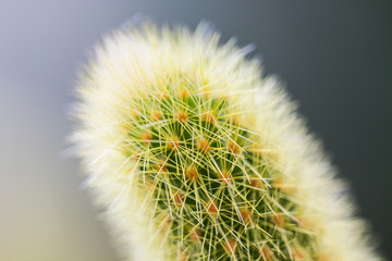 cactus in garden