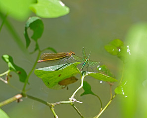 dragon-flys sits on a tree