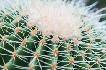 cactus in garden