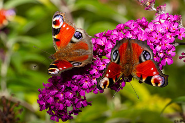 Butterflies On A Buddleia Purple Flower