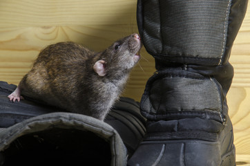Rat and old boots.