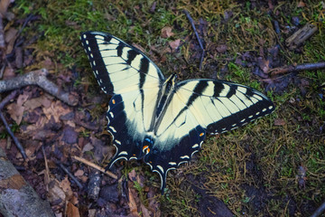 Butterfly in Pisgah Forest