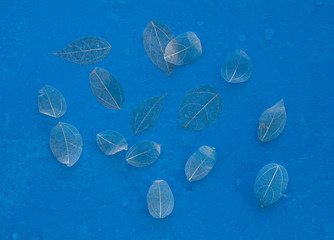 Transparent skeleton leaf with beautiful texture on blue background